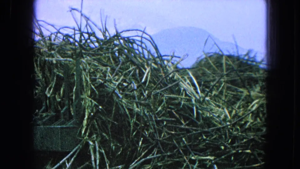 A close view of stacked vegetation in a rural Mexican field, with blue haze, mountains, and 8mm frame edges visible.