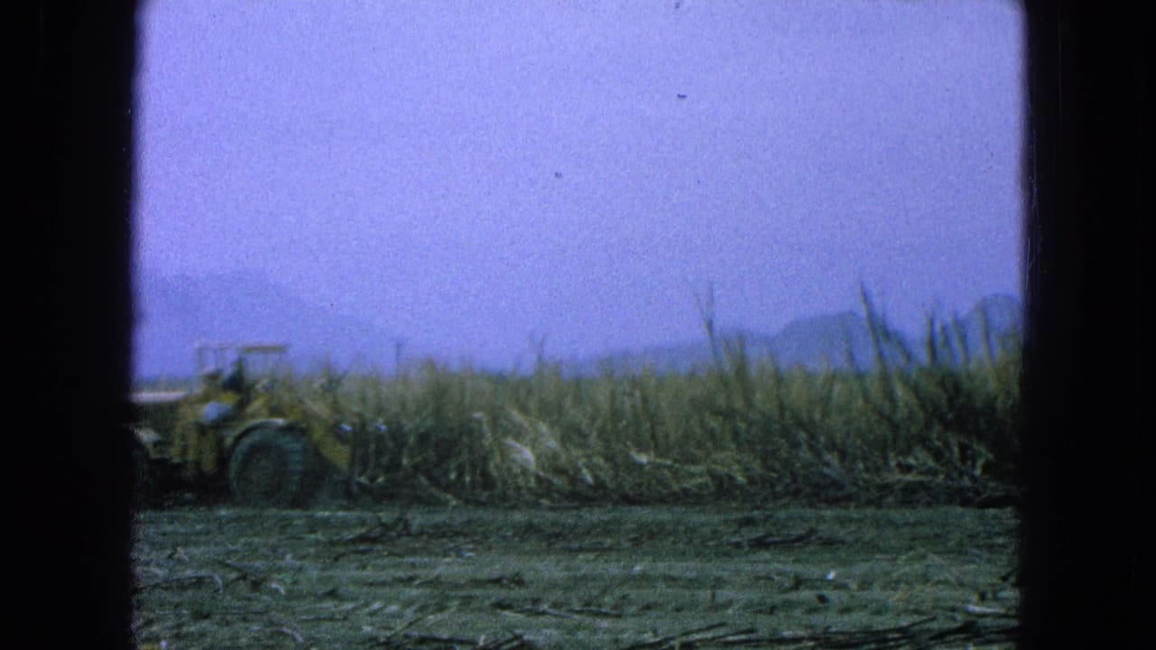 Yellow tractor beside tall sugarcane in a hazy field.