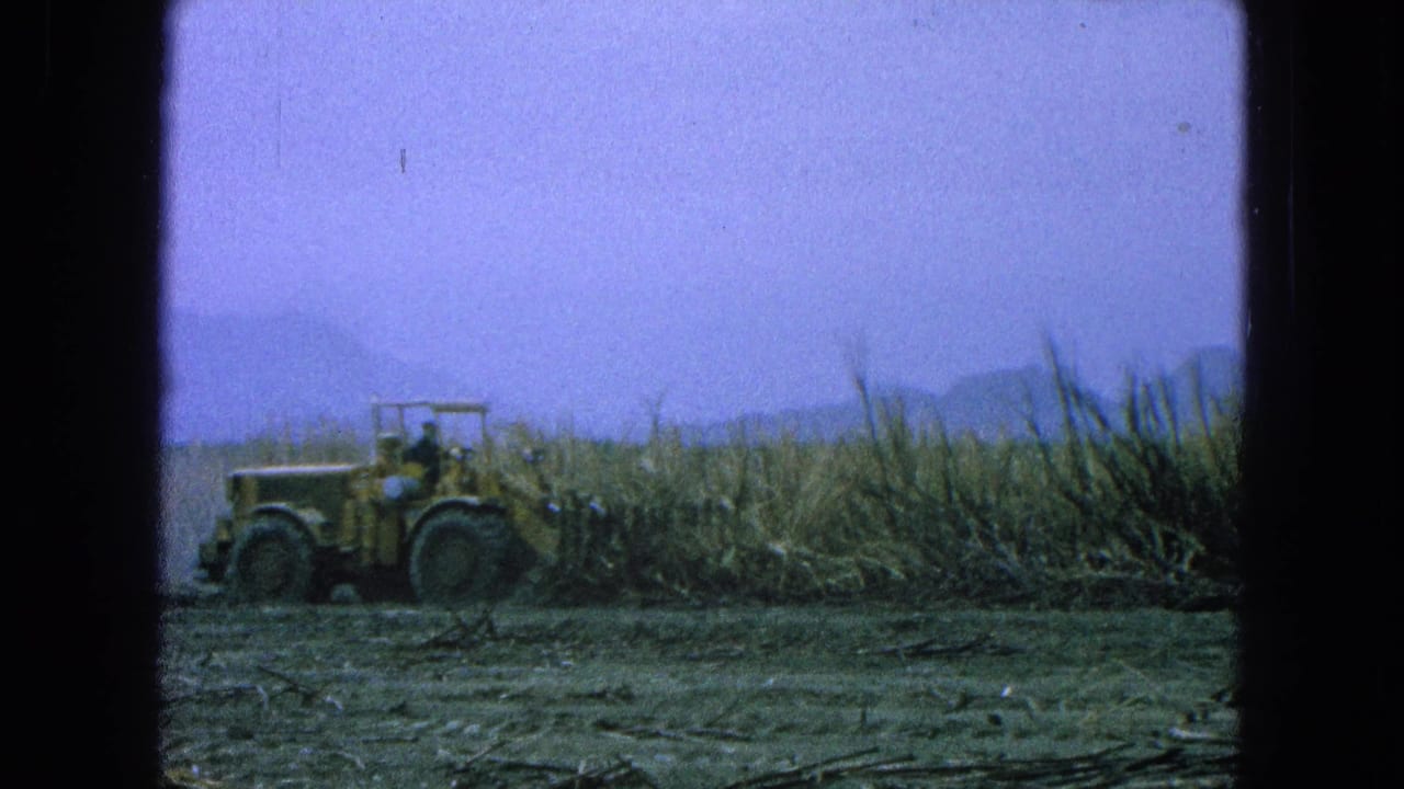 Tractor and driver moving past sugarcane rows.