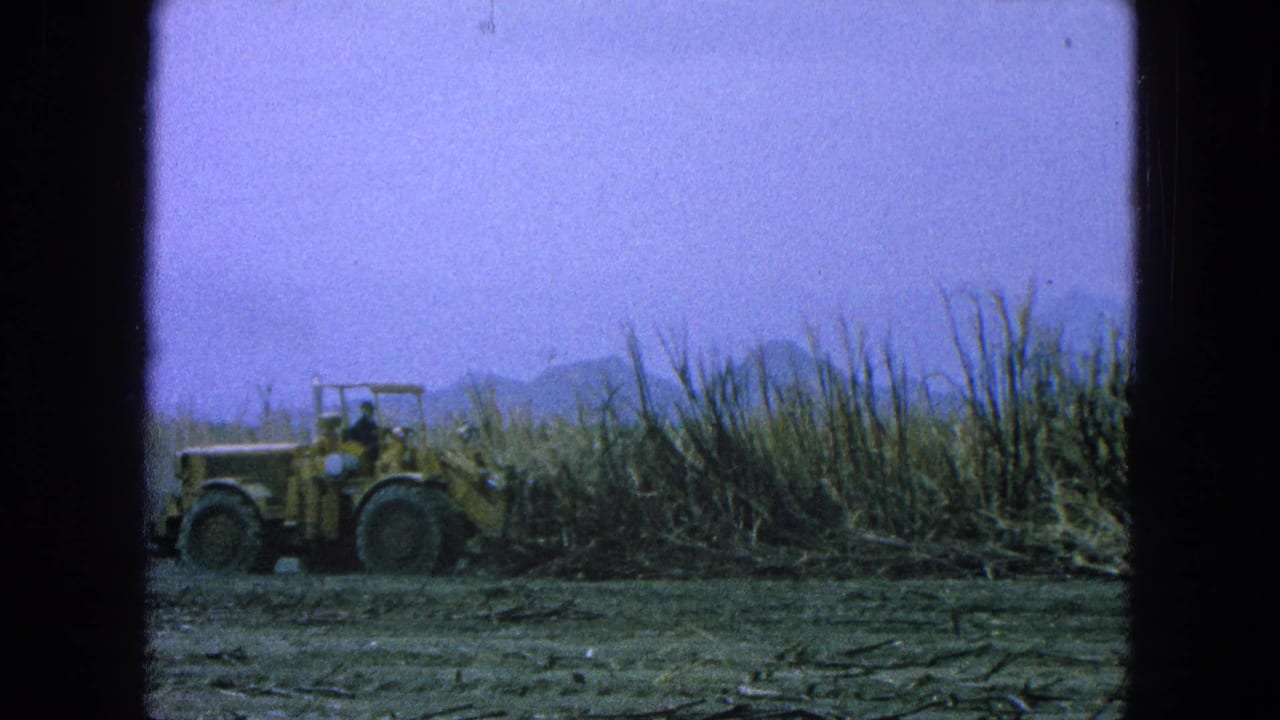 Yellow front loader beside tall dry cane in a barren field with mountains behind.