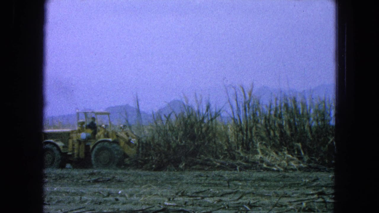 Yellow front loader with a visible operator moves through dry cane in Puebla, Mexico, on 1965 8mm footage.