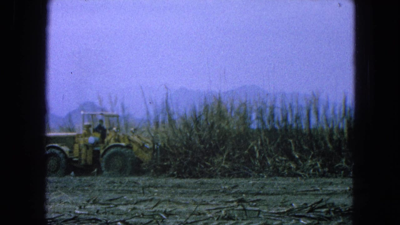 Yellow front-end loader beside tall sugarcane with cut stalks on the ground.