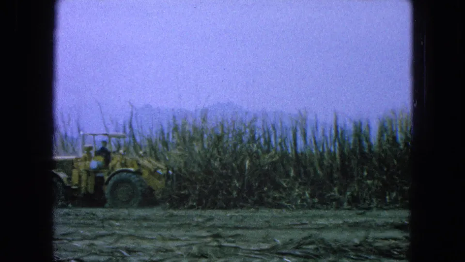 Yellow farm machinery appears partly behind sugarcane in a 1965 Pueblo, Mexico field scene under a hazy sky.