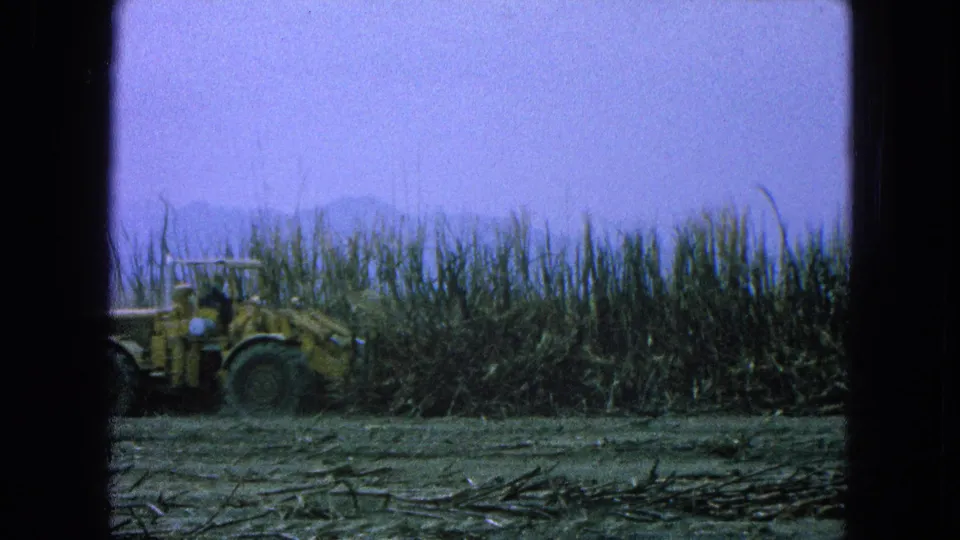 A 1965 Pueblo, Mexico field view shows a yellow loader near standing sugarcane and harvested debris across the foreground.