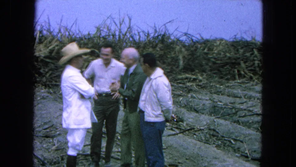 Four men, including one in a broad straw hat and white clothing, stand in a sugarcane field in Pueblo, Mexico, in 1965 metadata context.