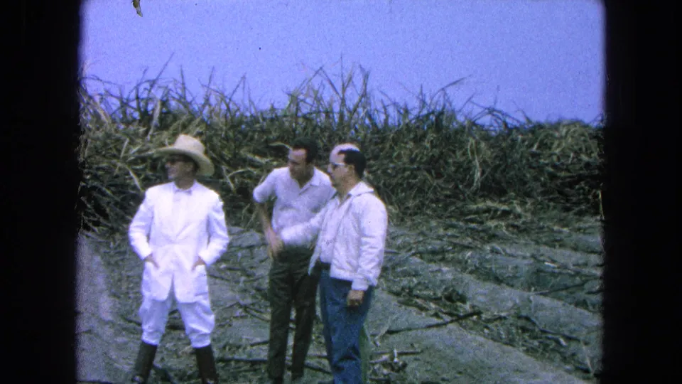 Three men in Pueblo, Mexico, 1965, stand amid cut sugarcane rows, with the man in the straw hat looking toward the group.