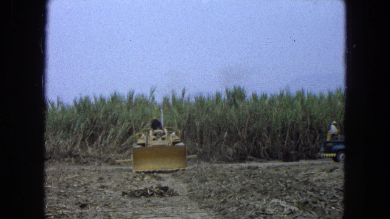 A yellow bulldozer works near tall crops, with a small utility vehicle and a distant worker visible at the right edge.
