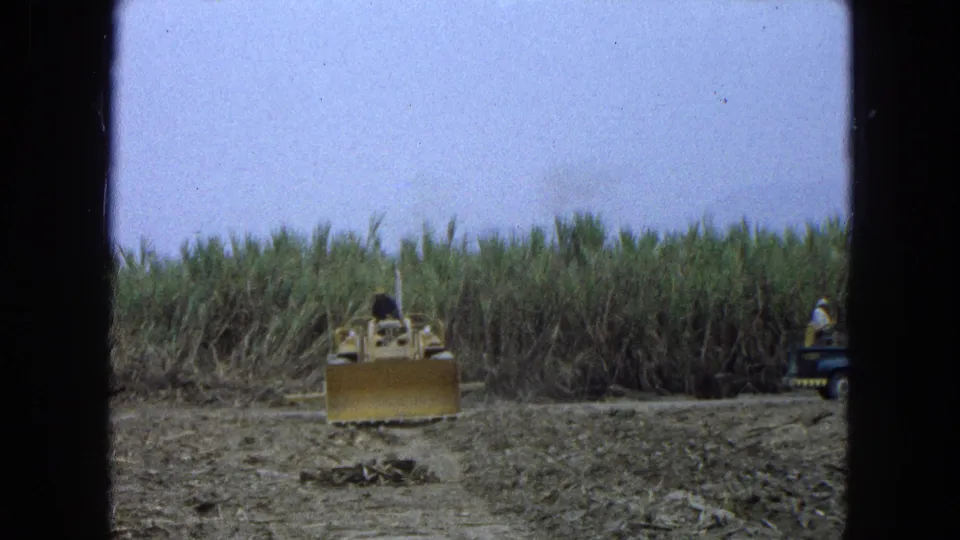 A yellow bulldozer works near tall crops, with a small utility vehicle and a distant worker visible at the right edge.