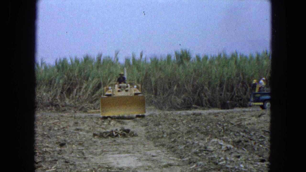 Yellow bulldozer approaches across a dirt field beside tall sugarcane.