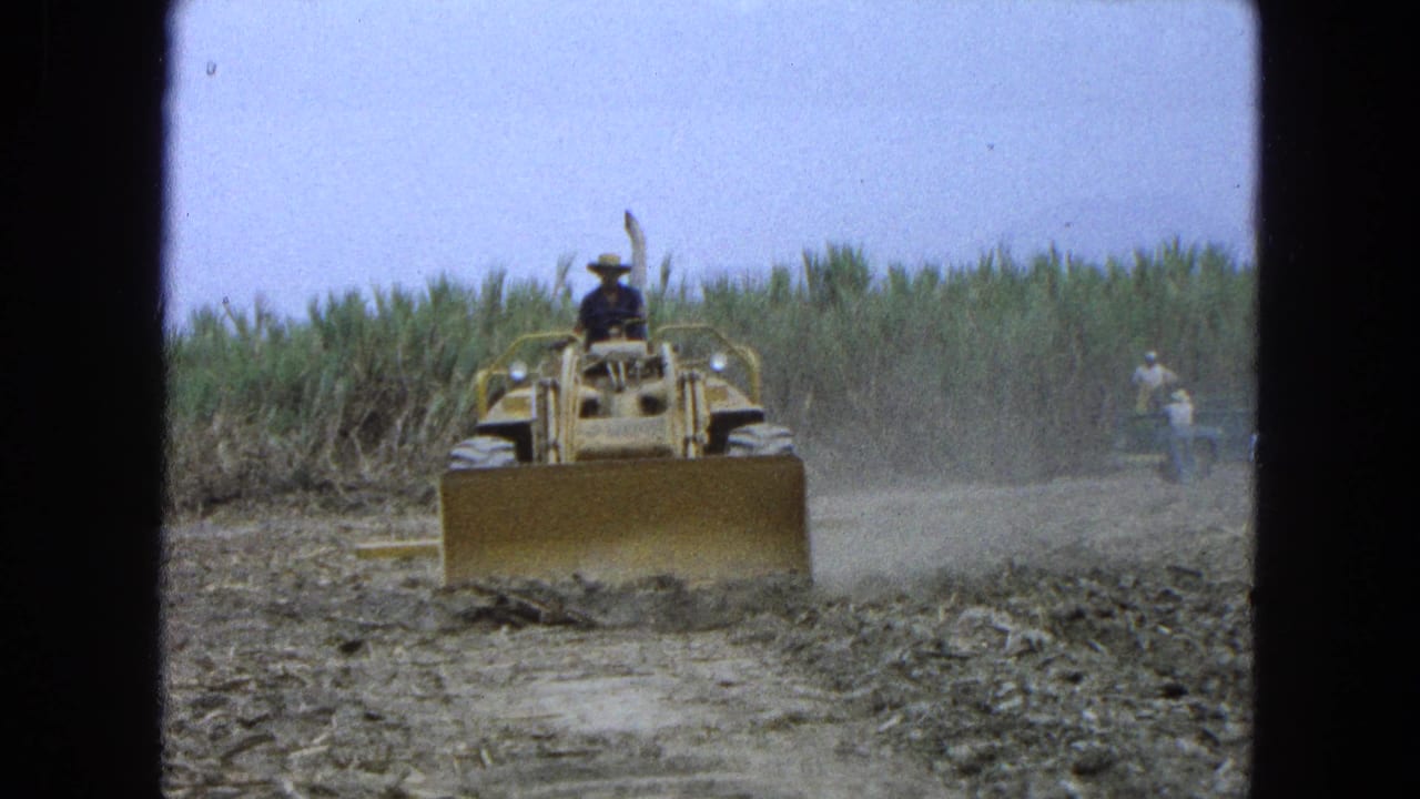 Yellow front loader pushing debris through a muddy field with tall cane behind it.