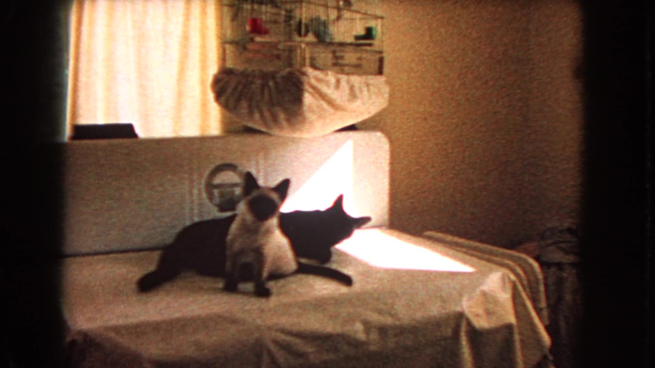 A Siamese cat sits in front of a black cat on a bed near bright sunlight.