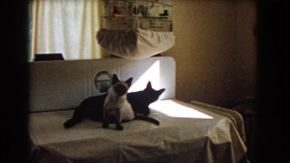 The two cats stay close together on the bed as strong sunlight cuts across the 1966 home interior.