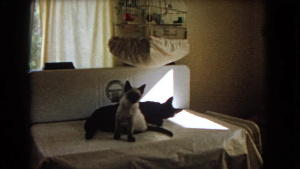 A black cat and Siamese cat lounge on a bed in a dim Barstow room, framed by curtains and a wall birdcage.