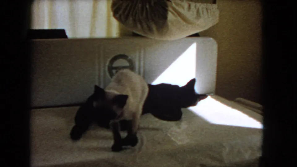 In a 1966 Barstow home interior, a Siamese cat moves on a couch while a black cat rests near sunlight from the window.