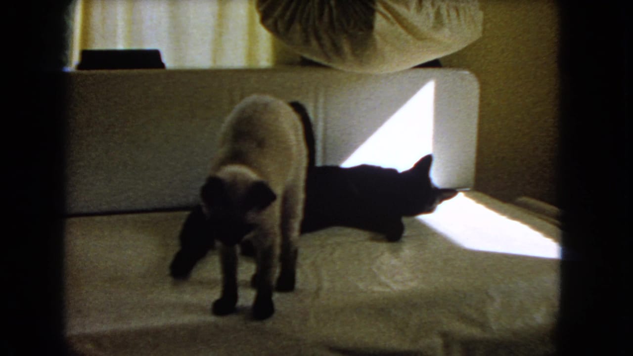 The Siamese cat stands forward on the couch while the black cat remains stretched beside the sunlit window area.