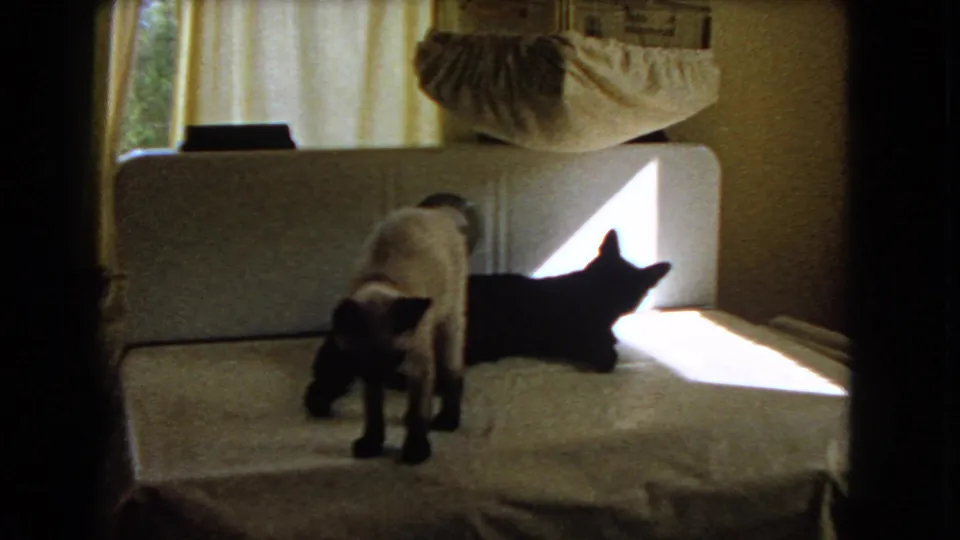 A Siamese cat stands in front of a black cat on a couch in the 1966 Barstow living-room footage.