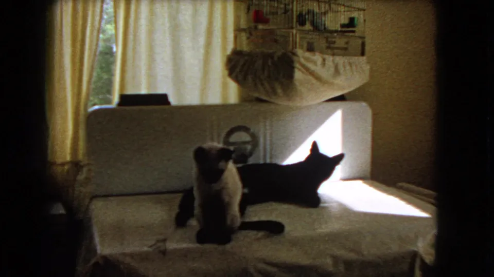 The Siamese cat sits upright while the black cat lies behind it near the bright window light in a private home interior.