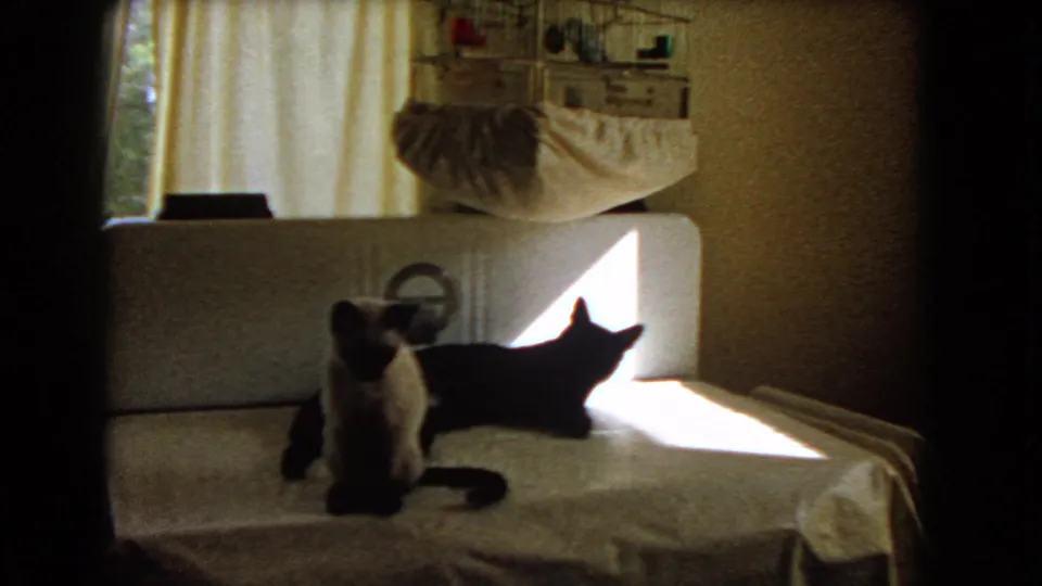 1966 Barstow home-movie frame of two Siamese cats on a covered piano, one sitting upright and one lying in a bright patch of sunlight.