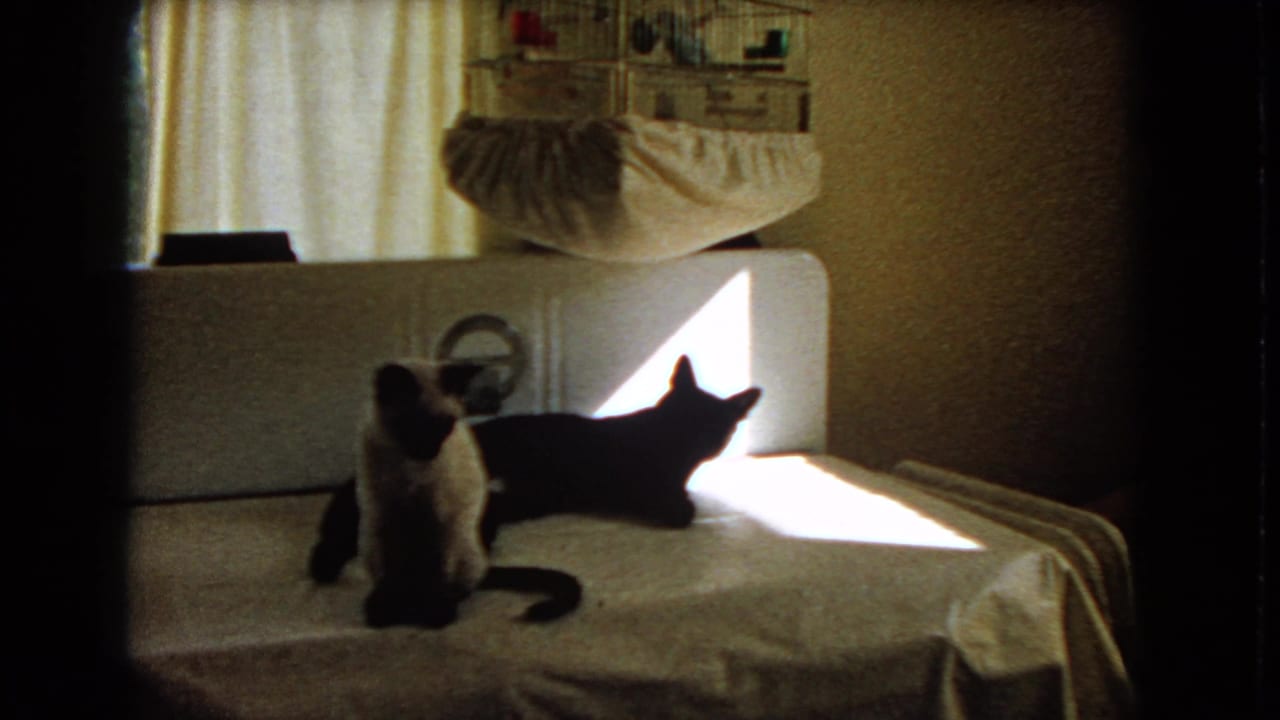 Two cats remain on the piano, with one sitting forward and the other stretched near the sunlight.