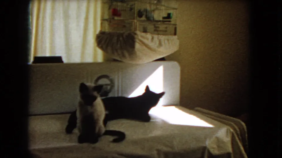 A 1966 Barstow 8mm frame shows one Siamese cat facing forward and another reclining on a covered piano in a private living room.