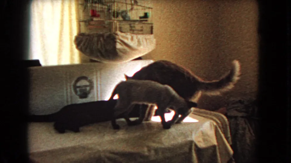 At the end of the 1966 Barstow clip, both Siamese cats shift on the covered piano near the bright window light and birdcage.
