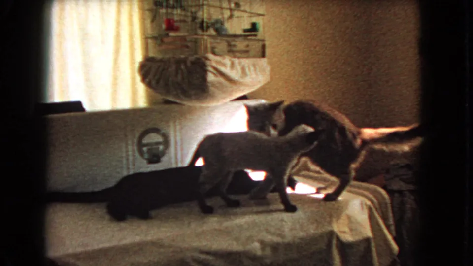 1966 Barstow home-movie frame showing three cats on a table near a curtained window, with a birdcage and white appliance behind them.