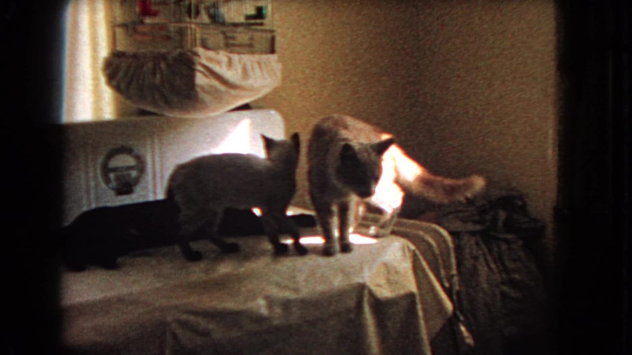 Siamese cat and tabby on a covered table while a dark cat lies nearby.