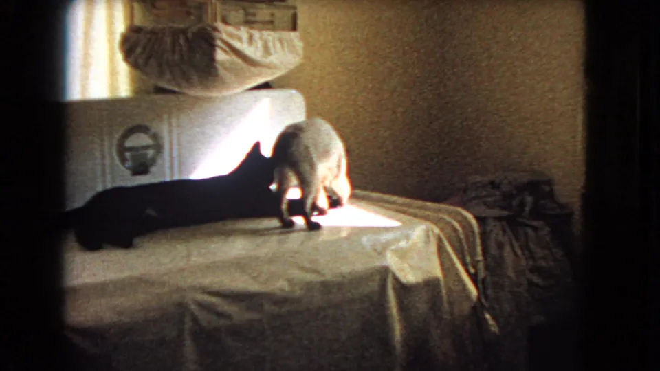 1966 Barstow home-movie frame showing a dark cat stretched on the table and a light cat standing in a bright patch of sun.