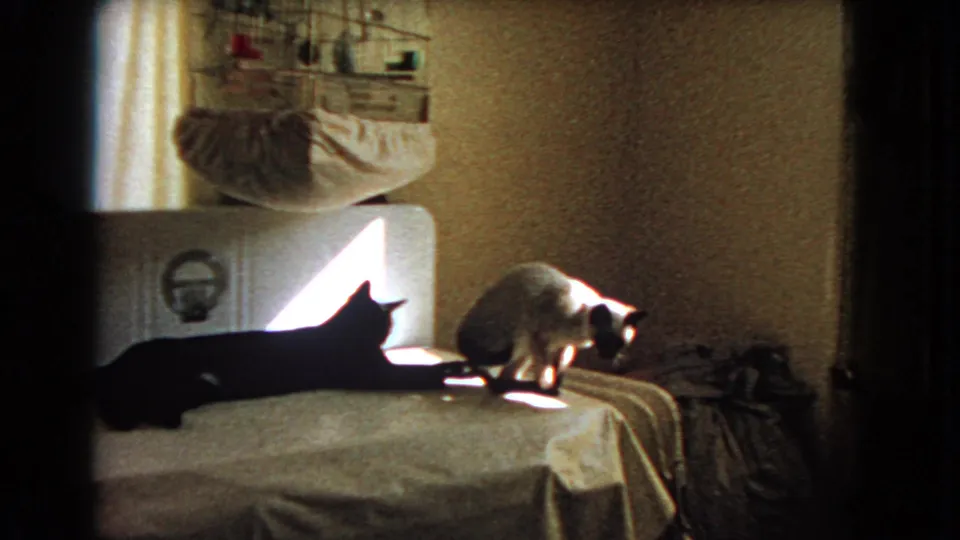 1966 Barstow frame showing a dark cat lying across the covered table while a Siamese cat crouches near the table edge.