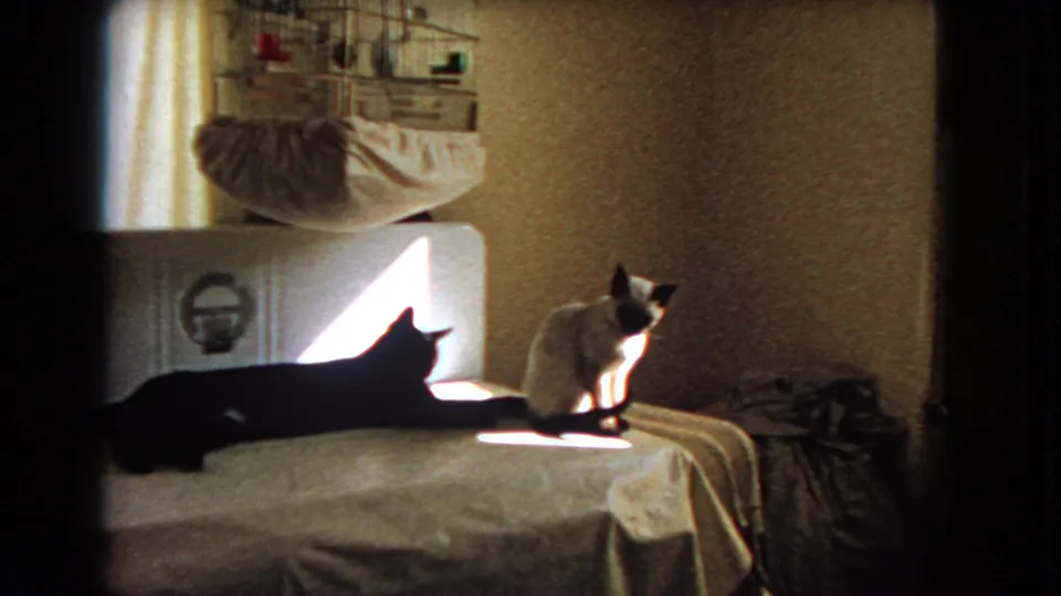 1966 Barstow home-movie frame showing a black cat and a light cat on a bed, with bright window light and a birdcage behind them.