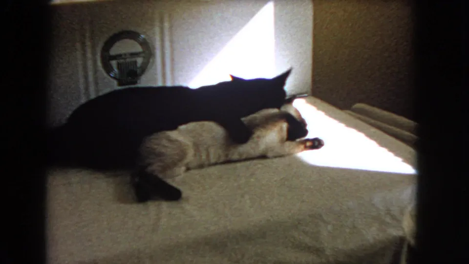 1966 Barstow interior frame with a black cat leaning over a light cat on a bed, both partly silhouetted by strong window light.