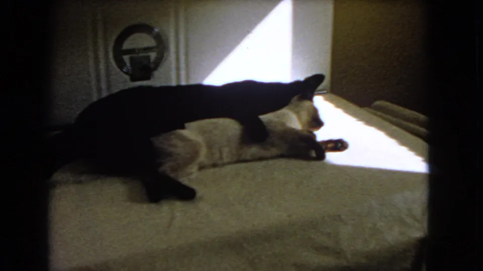 Home-movie frame from the 1966 Barstow clip showing two cats wrestling on a bed, with the black cat mostly silhouetted in window light.