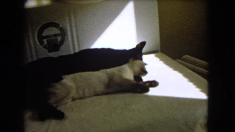 Final 1966 Barstow frame with the cats still play-wrestling on the bed, framed by deep shadow and a bright triangular patch of sunlight.