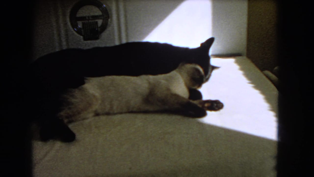Two cats lie together on sunlit carpet inside a home.