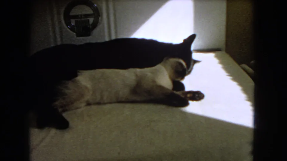 In 1966 Barstow home-movie footage, a dark cat rests partly over a lighter cat on a sunlit indoor carpet.