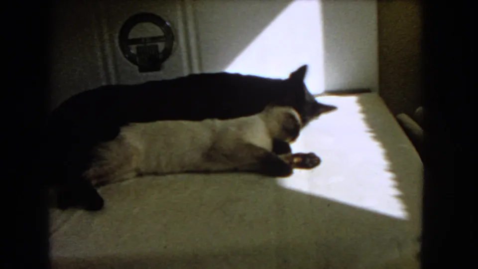 The 1966 Barstow frame shows a dark cat stretched over a lighter cat as sunlight falls across the carpet.