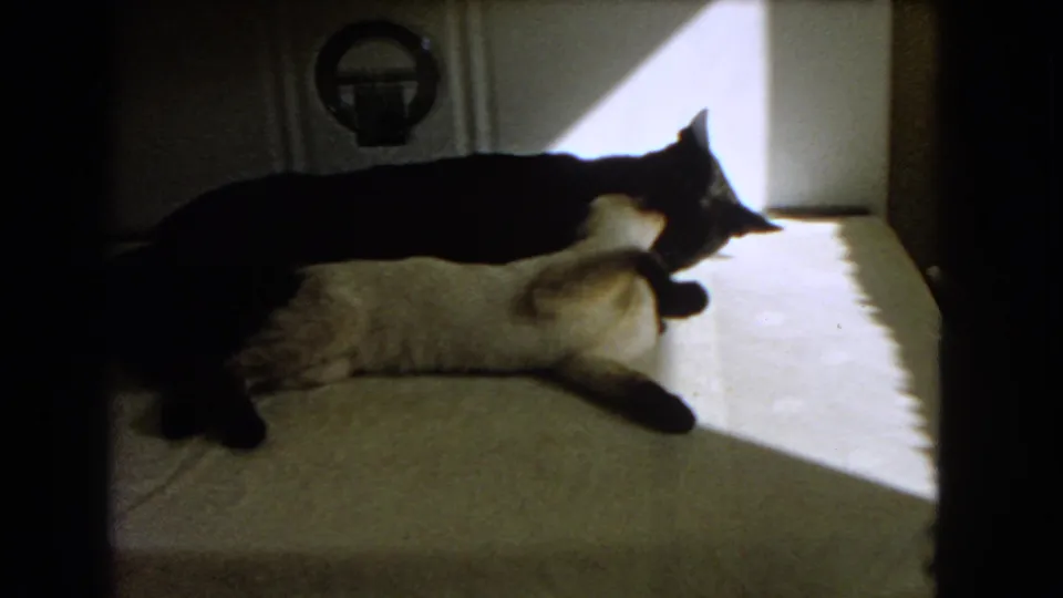 A lighter cat shifts its head beneath a dark cat in this 1966 Barstow indoor home-movie frame.