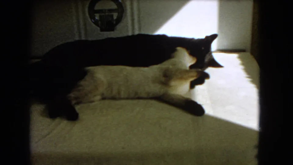 The final 1966 Barstow frame shows the cats still reclined together, with bright sunlight and shadow across the carpet.