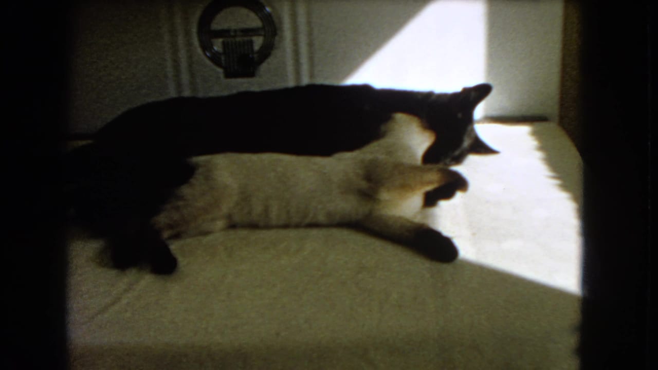 Two cats lying together on carpet in a patch of sunlight.