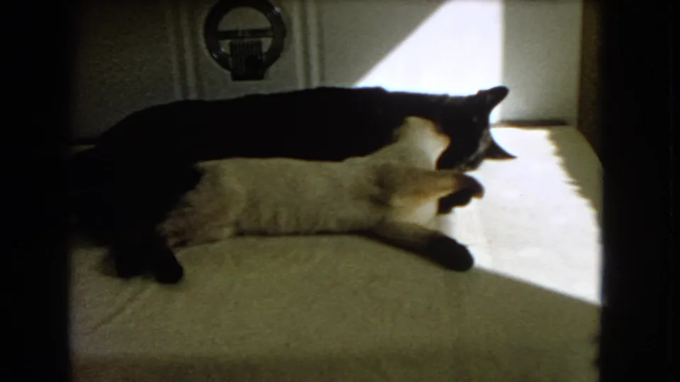 1966 8mm home-movie frame from Barstow showing a dark cat stretched over a lighter cat on sunlit carpet.