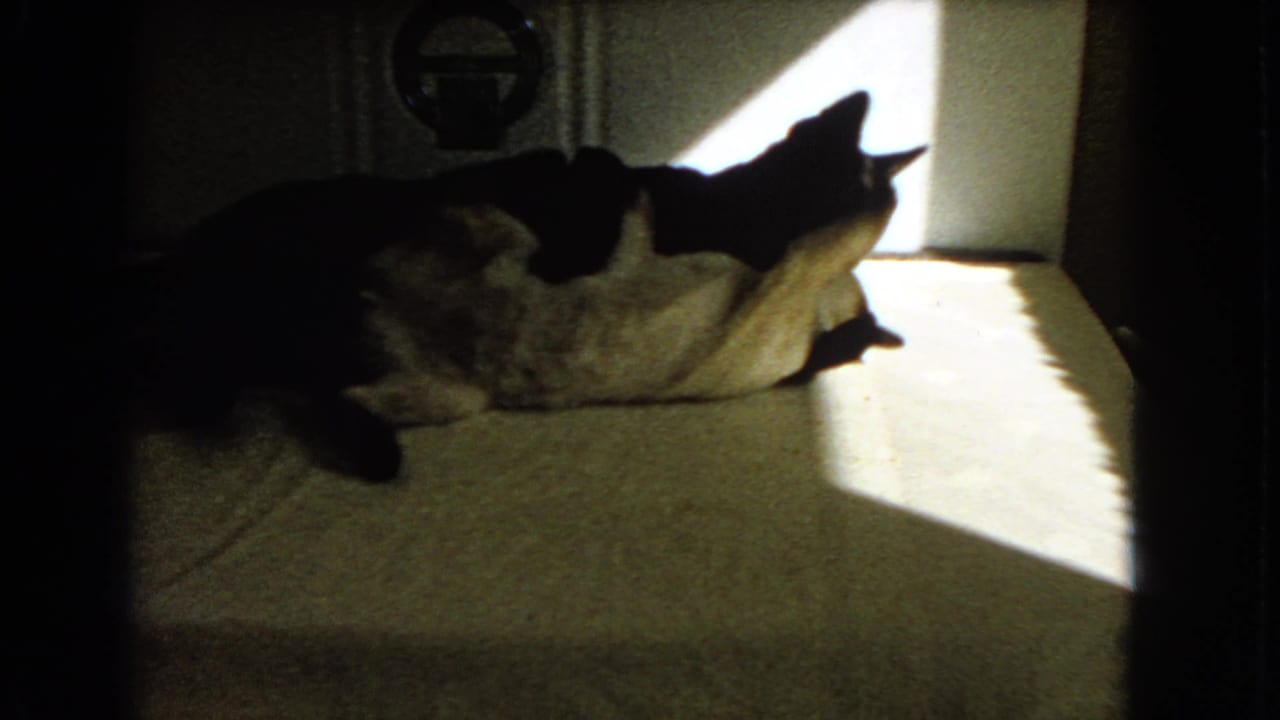 Dark cat lying partly over a lighter cat near a bright patch of sunlight.