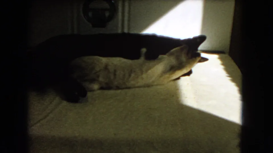 A 1966 home-movie frame shows two cats shifting position together on carpet in a warm beam of indoor light.