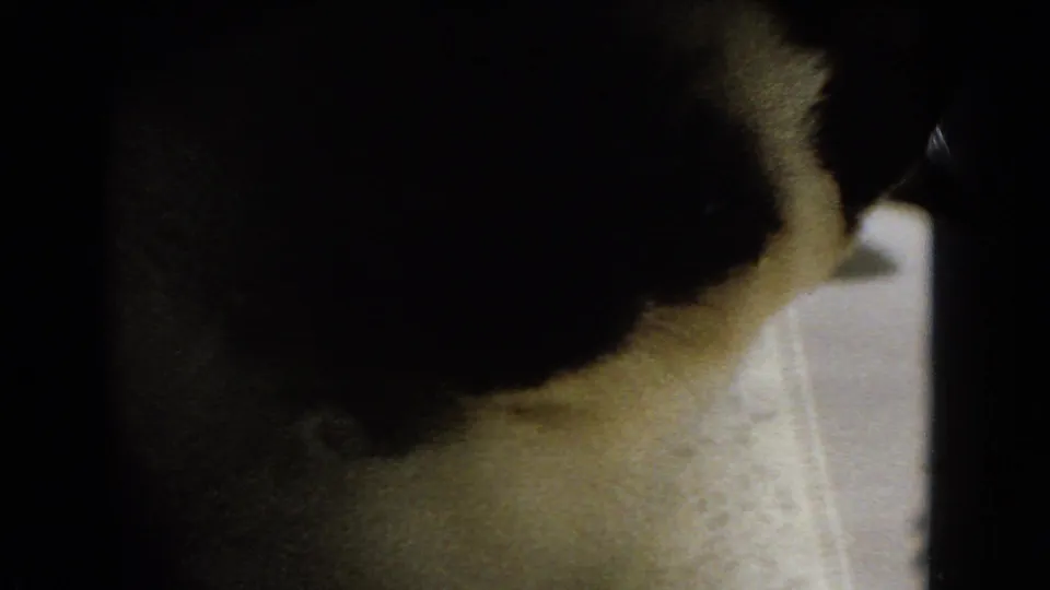 The final 8mm frame is a darker close view of the cats as they move near the edge of the sunlit carpet area.