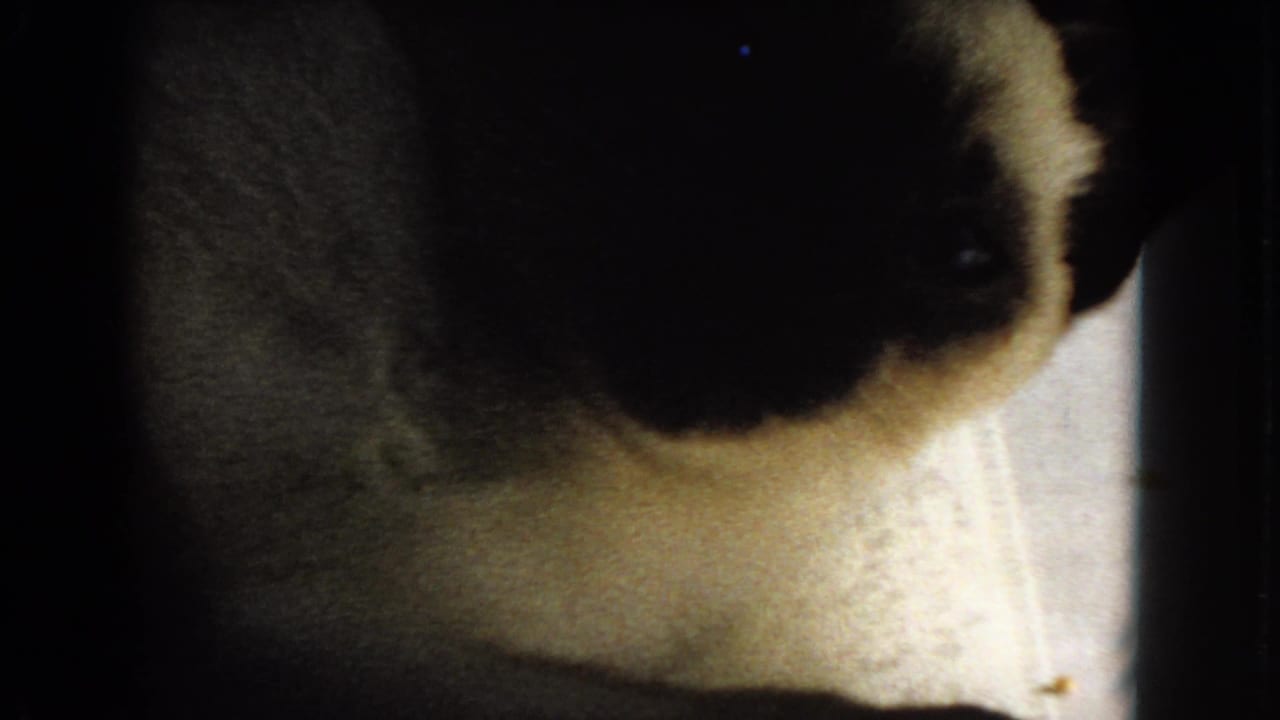 Close view of a fluffy Siamese cat partly in shadow near bright indoor light.