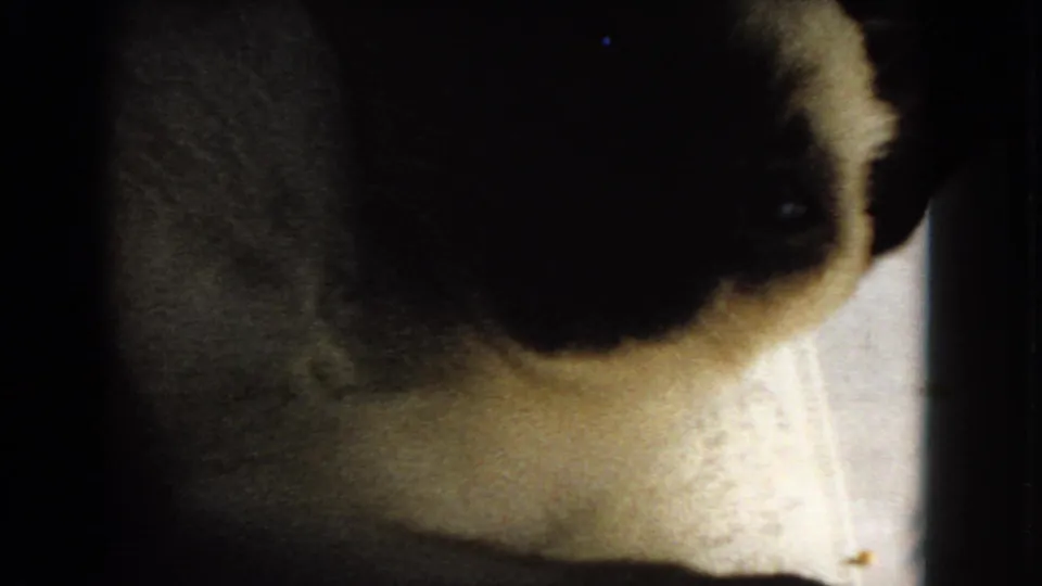 1966 Barstow home-movie frame showing a cream Siamese cat with dark points close to the camera in a dim interior.