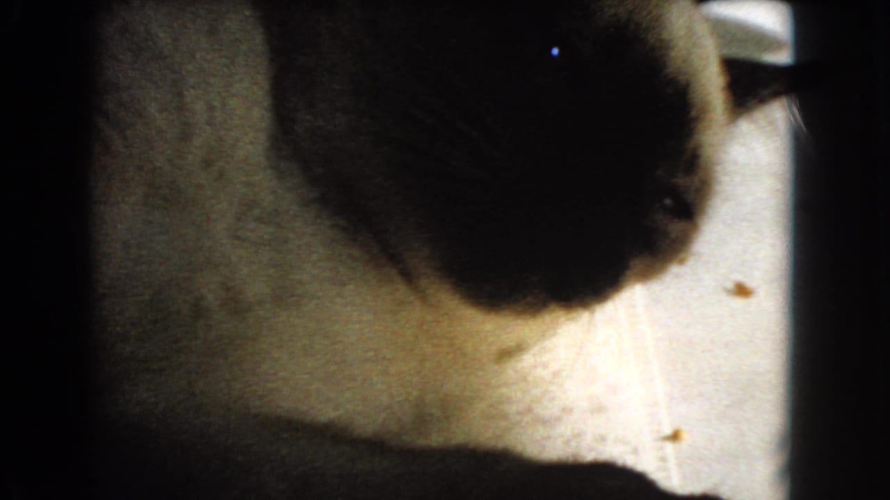 Close 1966 indoor frame of the Siamese cat's side and dark head area near a bright window-lit background.