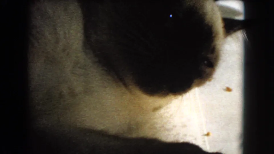 Close 1966 indoor frame of the Siamese cat's side and dark head area near a bright window-lit background.