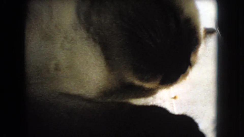 1966 Barstow frame showing the Siamese cat bending or rolling close to the floor, with dark points and cream fur visible.