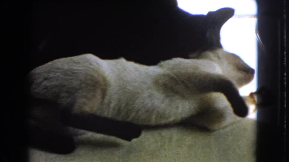 1966 Barstow home-movie frame of the fluffy Siamese cat rolling or lying on its side beside bright window light.