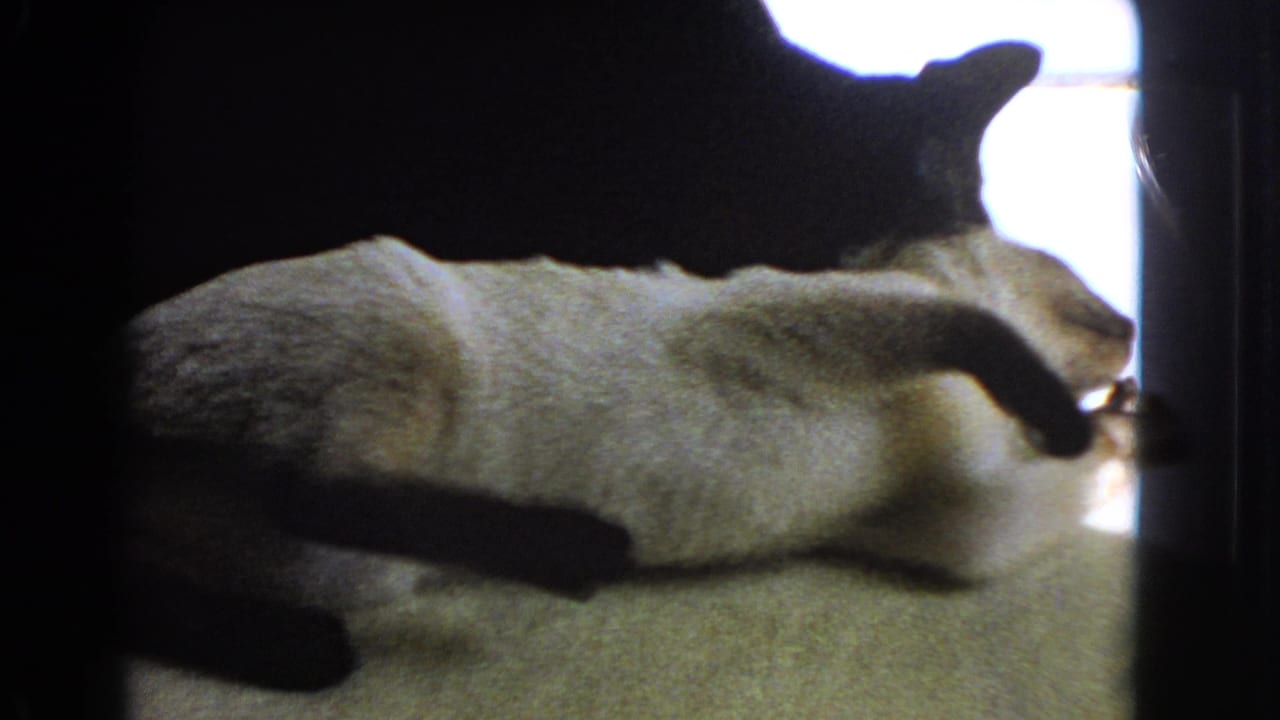 Pale cat lying on its back while a black cat leans over it in shadow.